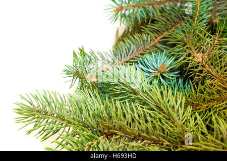 Furry Christmas tree branches with cones on a white background Stock Photo