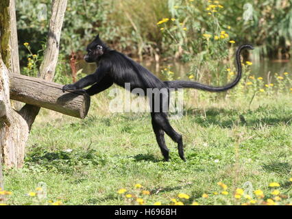 African Black crested mangabey monkey (Lophocebus aterrimus), native to Angola and the Democratic Republic of the Congo. Stock Photo