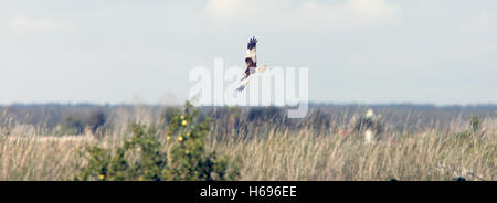 Marsh Harrier (Circus aeruginosus) male in flight over the marsh, Merja Zerga, Morocco. Stock Photo