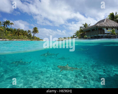 Half over and underwater sea, tropical island with a bungalow and blacktip reef sharks below water surface, French Polynesia Stock Photo