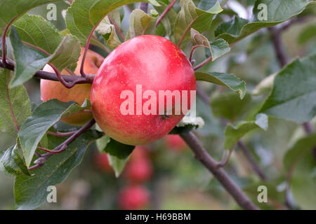 Apple 'John Standish' growing on a tree. Stock Photo