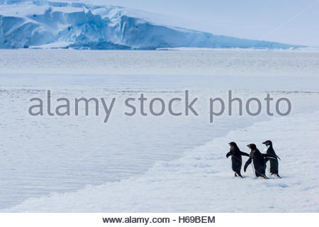 Adelie Penguins walk on pack ice in Active Sound near the Weddell Sea in Antarctica. Stock Photo