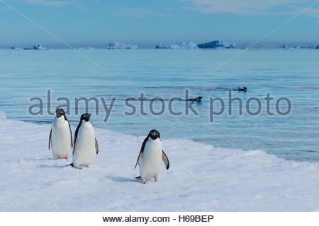 Adelie Penguins walk on pack ice in Active Sound near the Weddell Sea in Antarctica. Stock Photo