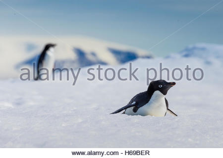 Adelie Penguins walk and slide on pack ice in Active Sound near the Weddell Sea in Antarctica. Stock Photo