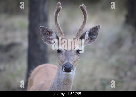 curious buck in velvet Stock Photo