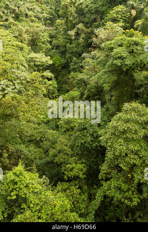 aerial view of treetops in a green and dense rain forest seen Stock Photo