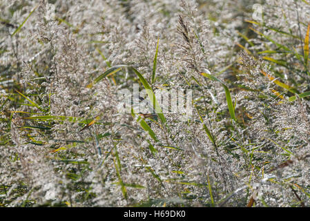 The seed heads of the common reed blowing in the wind Stock Photo