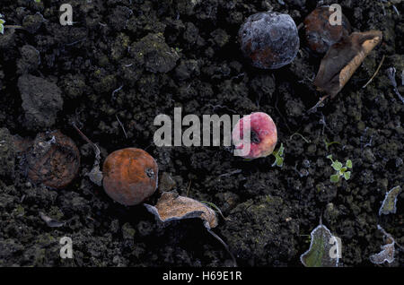 Frozen and rotten apples lying on the ground with fallen brown leaves in the autumn park Stock Photo