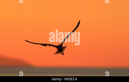 A seagull in flight silhouette at sunset with an orange sky Stock Photo
