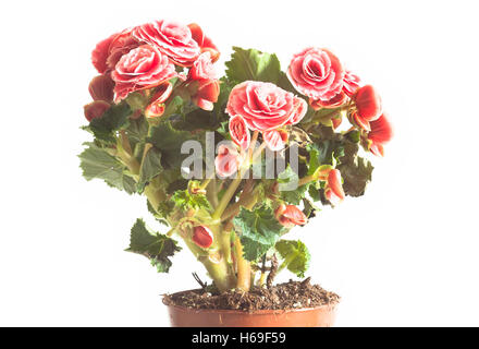 begonia flower isolated on white Stock Photo