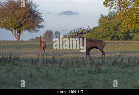 Red Deer (Stag) -Cervus elaphus, bellows next to hind  during the rutting season. Uk Stock Photo