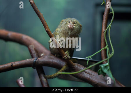 Pygmy marmoset (Cebuella pygmaea). Wildlife animal. Stock Photo