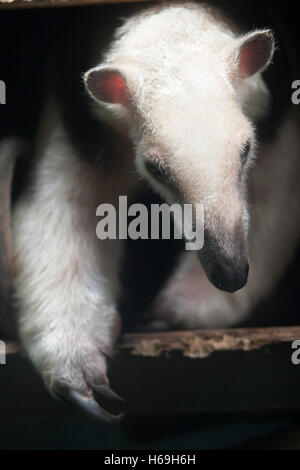 Southern tamandua (Tamandua tetradactyla), also known as the collared anteater or lesser anteater. Wildlife animal.
