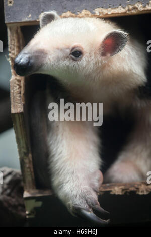 Southern tamandua (Tamandua tetradactyla), also known as the collared anteater or lesser anteater. Wildlife animal.