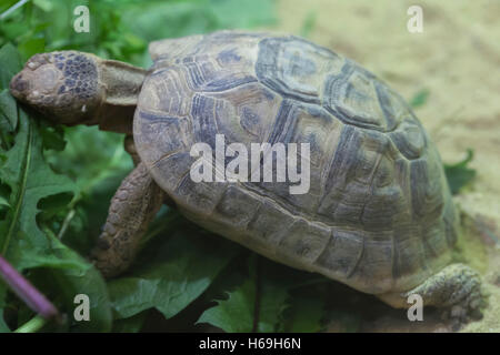 Russian tortoise (Agrionemys horsfieldii), also known as the Central Asian tortoise or Horsfield's tortoise. Wildlife animal. Stock Photo