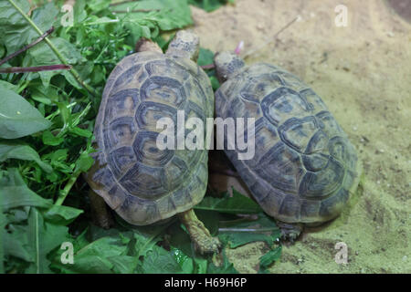 Russian tortoise (Agrionemys horsfieldii), also known as the Central Asian tortoise or Horsfield's tortoise. Wildlife animal. Stock Photo