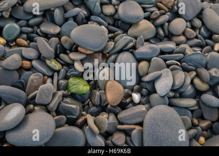 a leaf amongst the pebbles Stock Photo
