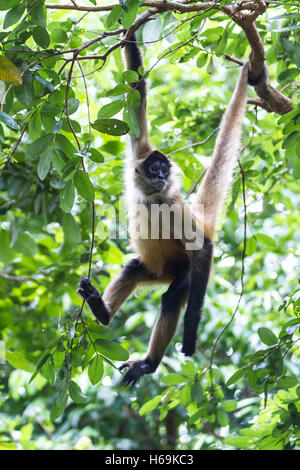 spider monkey hanging from a tree in a natural park in Costa Rica Stock Photo