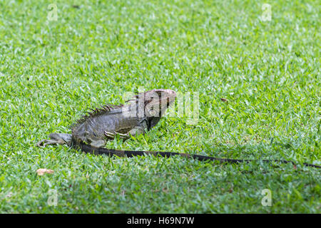 spiny tailed iguana close up in tropical Costa Rica Stock Photo