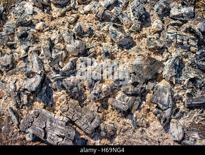 large pile of grey ashes of burnt wood closeup Stock Photo