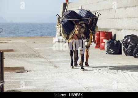 Ginostra, Aeolian islands/Italy – September 19th, 2016. A mule the only way to carrie luggages up to ginostra village Stock Photo