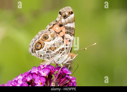American Painted Lady butterfly feeding on a purple flowers of a Butterflybush Stock Photo