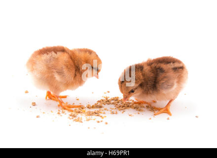 Two colorful baby chicks pecking on food, on white Stock Photo
