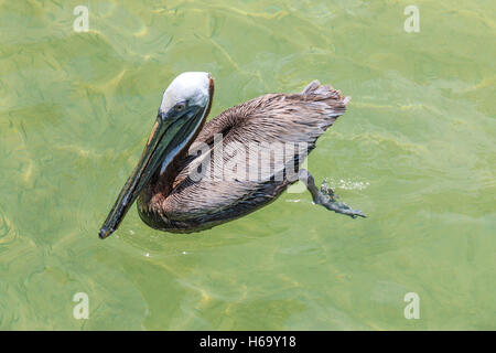 Brown pelican, also called Florida pelican  (Pelecanus occidentalis), in waters of Islamorada in the Florida Keys. Stock Photo