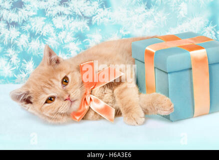 Cute little kitten with present box lying against frosty christmas pattern Stock Photo