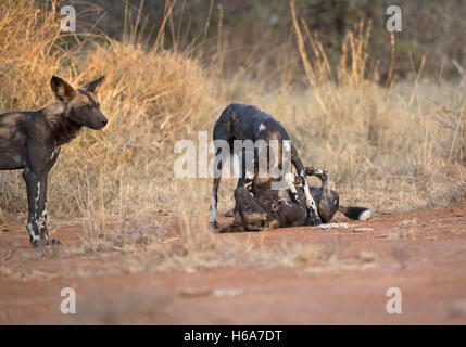 Africa wild dogs playing also known as Cape hunting dog and African painted dog Laikipia Wilderness Nanyuki Kenya Stock Photo