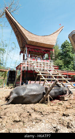 North Toraja, Sulawesi, Indonesia-Aug 29, 2016:The buffalo to be sacrifice during the funeral ceremony called Rambu Solo in Nort Stock Photo