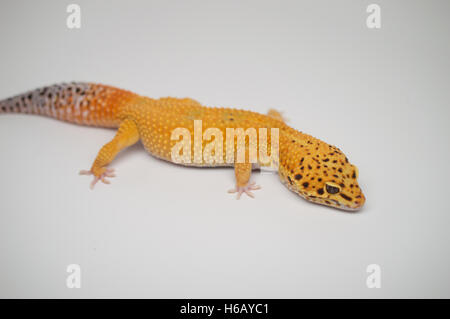 Side View of a Male Tangerine Leopard Gecko Stock Photo