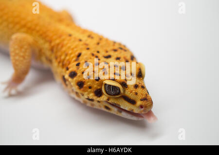 Tangerine Male Leopard Gecko Sticking Tongue Out Stock Photo