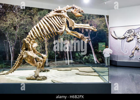 Daytona Beach Florida,Museum of Arts & Sciences,MOAS,interior inside,giant ground sloth skeleton,Eremotherium laurillardi,FL160805018 Stock Photo