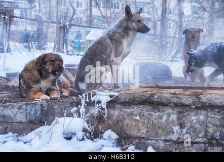 Homeless dogs in winter time heating on sanitaryware well Stock Photo