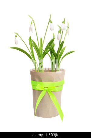 White spring snowdrops in a flowerpot isolated on white background. Stock Photo