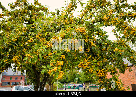 Golden yellow fruit on an ornamental crab-apple tree featuring in an urban landscape garden Stock Photo