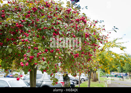 Red fruit on an ornament crab-apple tree featuring in an urban landscape garden Stock Photo