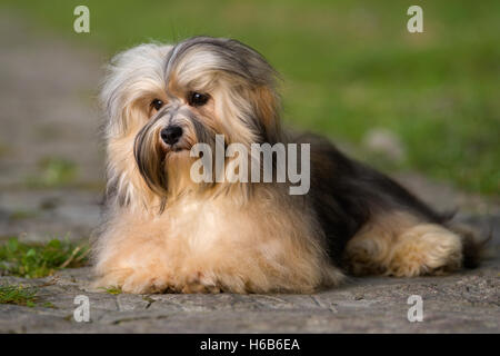 Cute young havanese dog lying on a paved road in soft sunlight Stock Photo