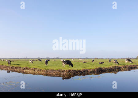 black and white cows behind canal in green dutch meadow near Vinkeveen in the netherlands Stock Photo