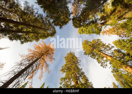 The famous Giant Forest in Sequoia National Park containing the world's largest tree, the General Sherman redwood tree.