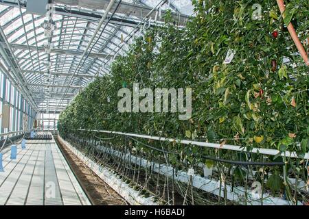 Peppers culture in hydroponics room. Lufa Farms. Montreal. Province of ...