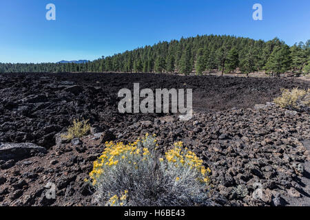 Lava flow forest at Sunset Crater National Monument near Flagstaff Arizona. Stock Photo