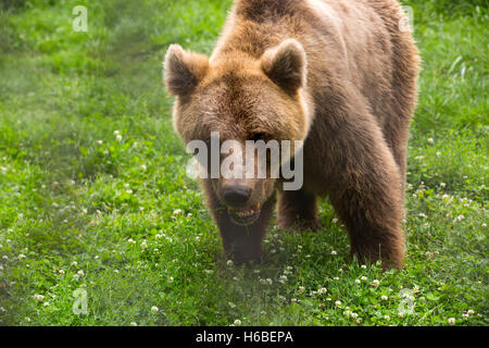 The Bear Farm, Medveotthon bear sanctuary near Budapest, where tourists can feed the bears honey on a stick, Hungary, Europe Stock Photo