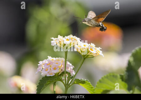 The Hummingbird Hawkmoths Stock Photo