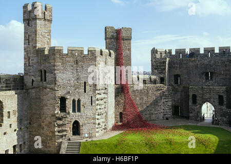 Weeping Window art sculpture of ceramic red poppies display in Caernarfon castle walls. Caernarfon Gwynedd North Wales UK Stock Photo