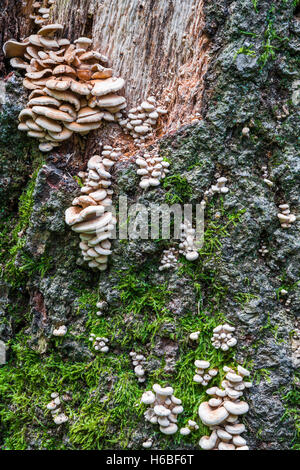 Sulphur Tuft fungi Mushrooms grow on a decaying log, showcasing nature ...