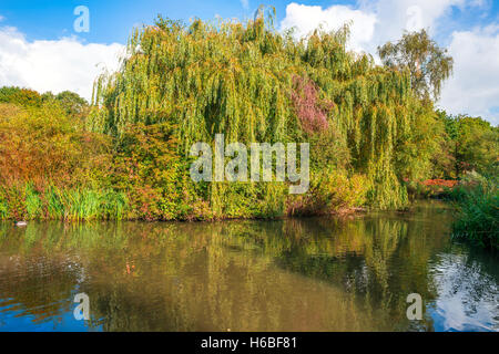 A pond in a park in the fall season, London, Uk