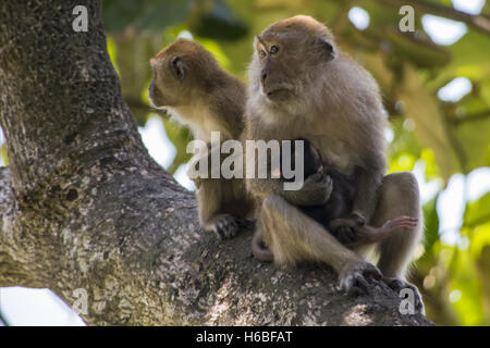 The monkey family Stock Photo