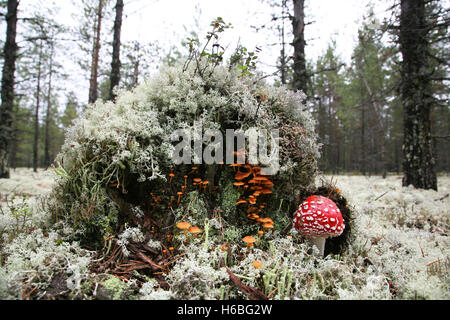 Mushrooms, agaric. Stock Photo